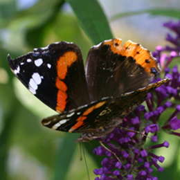 Admiral