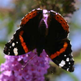Admiral