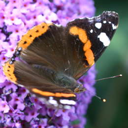 Admiral