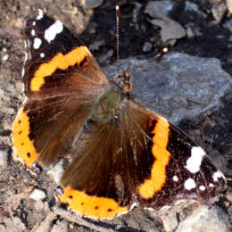 Admiral