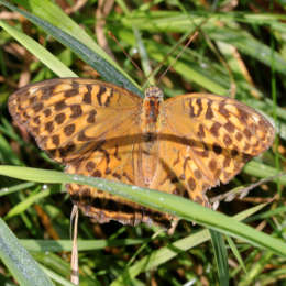 Östlicher Perlmuttfalter