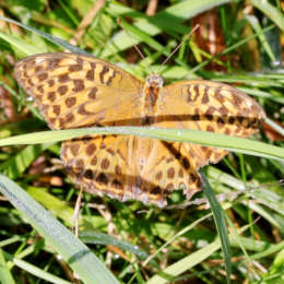 Östlicher Perlmuttfalter