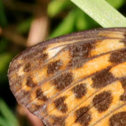 Östlicher Perlmuttfalter