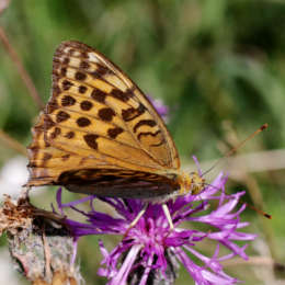 Östlicher Perlmuttfalter