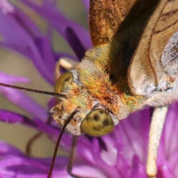 Östlicher Perlmuttfalter