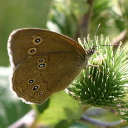 Brauner Waldvogel