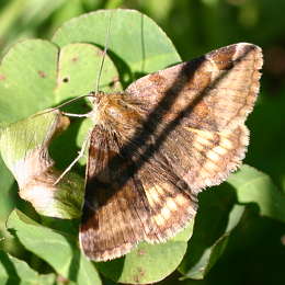Braune Tageule