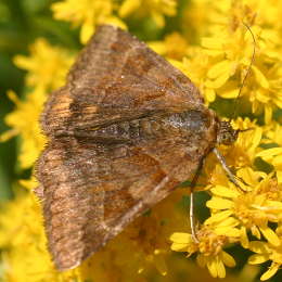 Braune Tageule