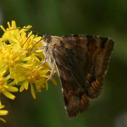 Braune Tageule