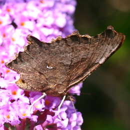 C-Falter