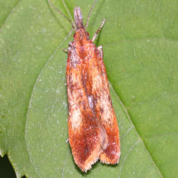 Palpenmotte