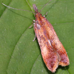 Palpenmotte