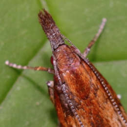 Palpenmotte