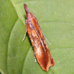 Palpenmotte