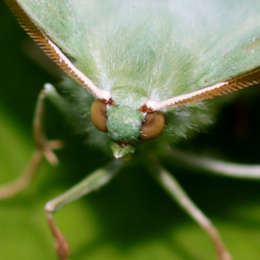Grünes Blatt