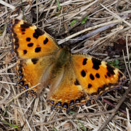 Östlicher Großer Fuchs