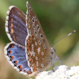 Himmelblauer Bläuling