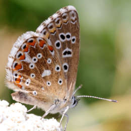 Himmelblauer Bläuling