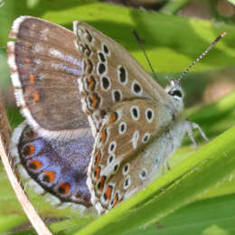 Himmelblauer Bläuling