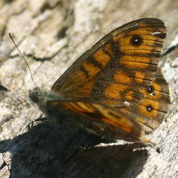Mauerfuchs
