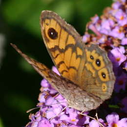 Mauerfuchs
