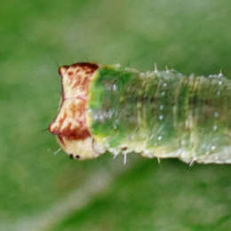 Gelbspanner