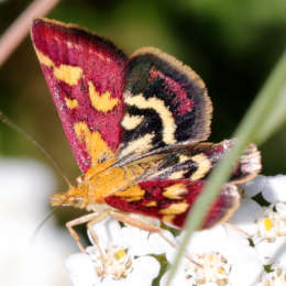 Purpurroter Zünsler
