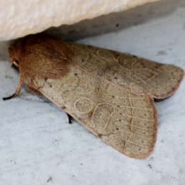 Rundflügel Kätzcheneule
