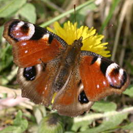 Tagpfauenauge