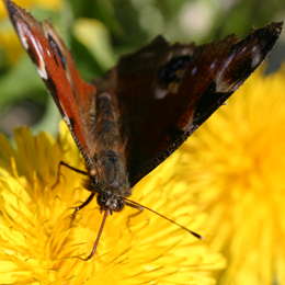 Tagpfauenauge