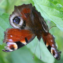 Tagpfauenauge