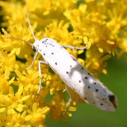 Traubenkirschen Gespinstmotte