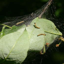 Traubenkirschen Gespinstmotte