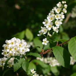 Traubenkirschen Gespinstmotte