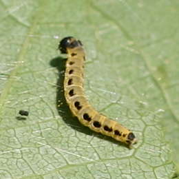 Traubenkirschen Gespinstmotte