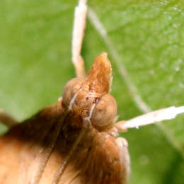 Zünsler