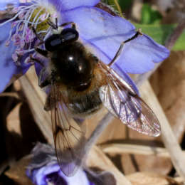 Frühe Bienenschwebfliege