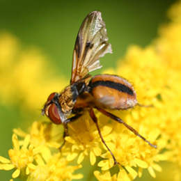 Breitflügelige Raupenfliege