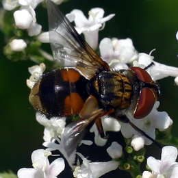 Breitflügelige Raupenfliege