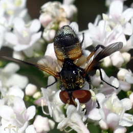 Breitflügelige Raupenfliege