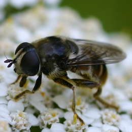 Bunte Erzschwebfliege