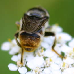 Bunte Erzschwebfliege