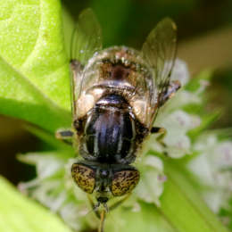 Schwarze Augenfleck-Schwebfliege