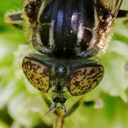 Schwarze Augenfleck-Schwebfliege