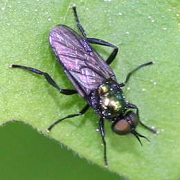 Grünglänzende Waffenfliege