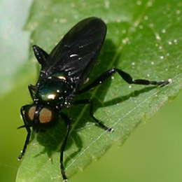 Grünglänzende Waffenfliege