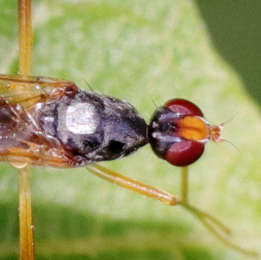 Stelzenfliege