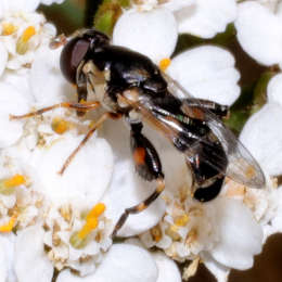 Kleine Mistbiene