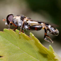 Kleine Mistbiene