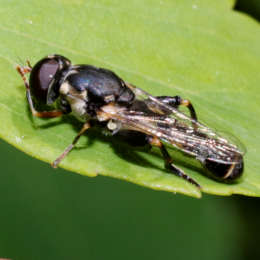 Kleine Mistbiene